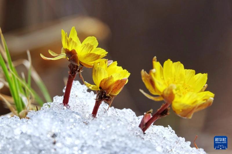 冰凌花破雪绽放迎春来