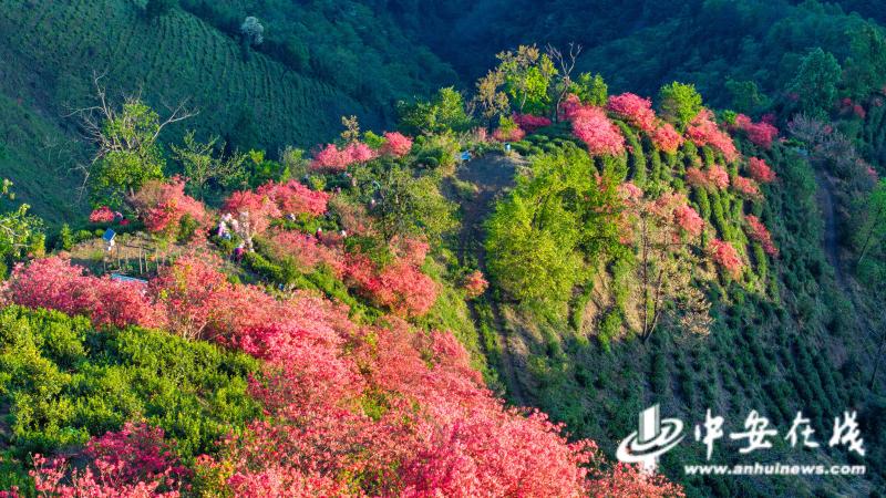 安徽宣城：人间四月天 茶山花正红